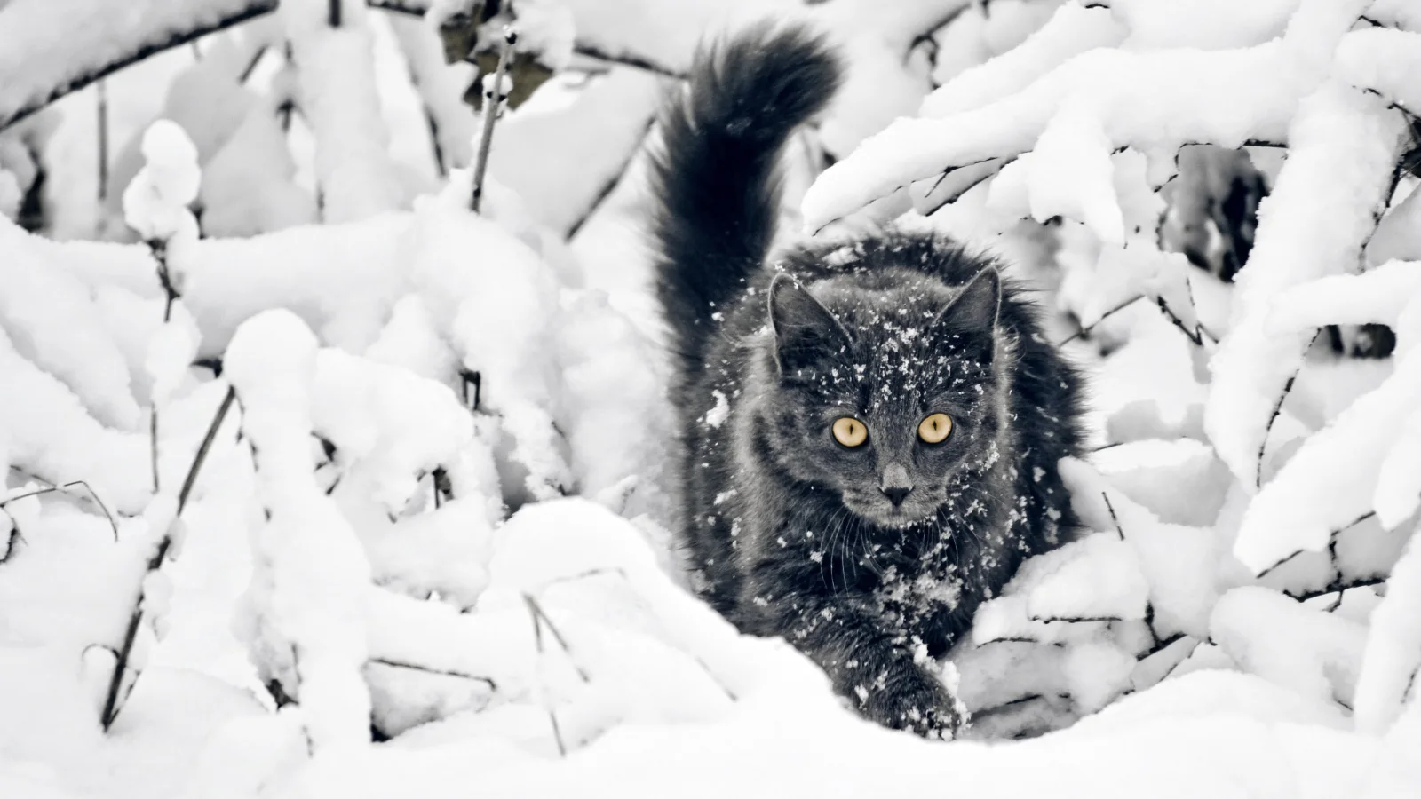Flauschige Katze geht durch den Schnee