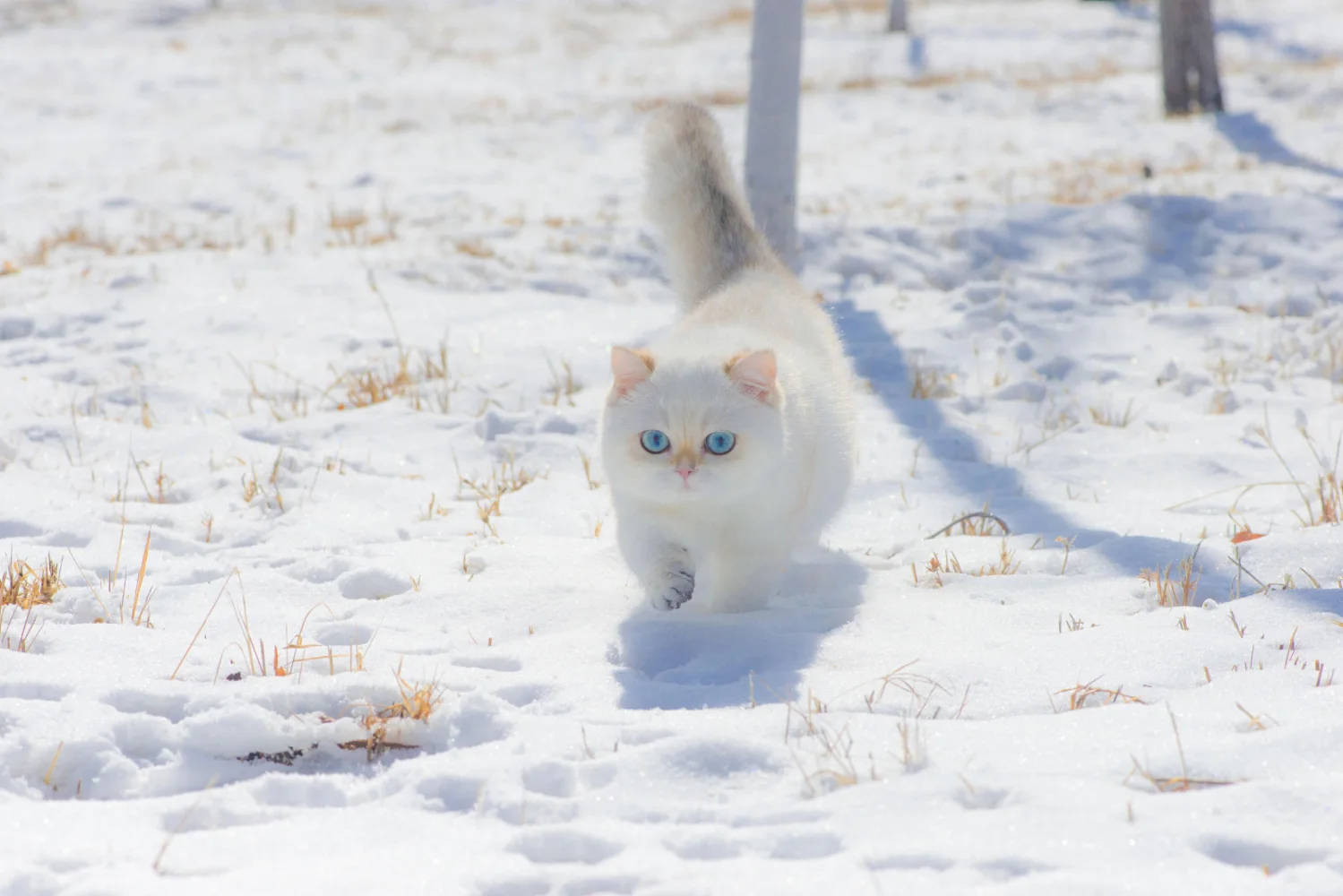 Flauschige weiße Katze geht durch den Schnee