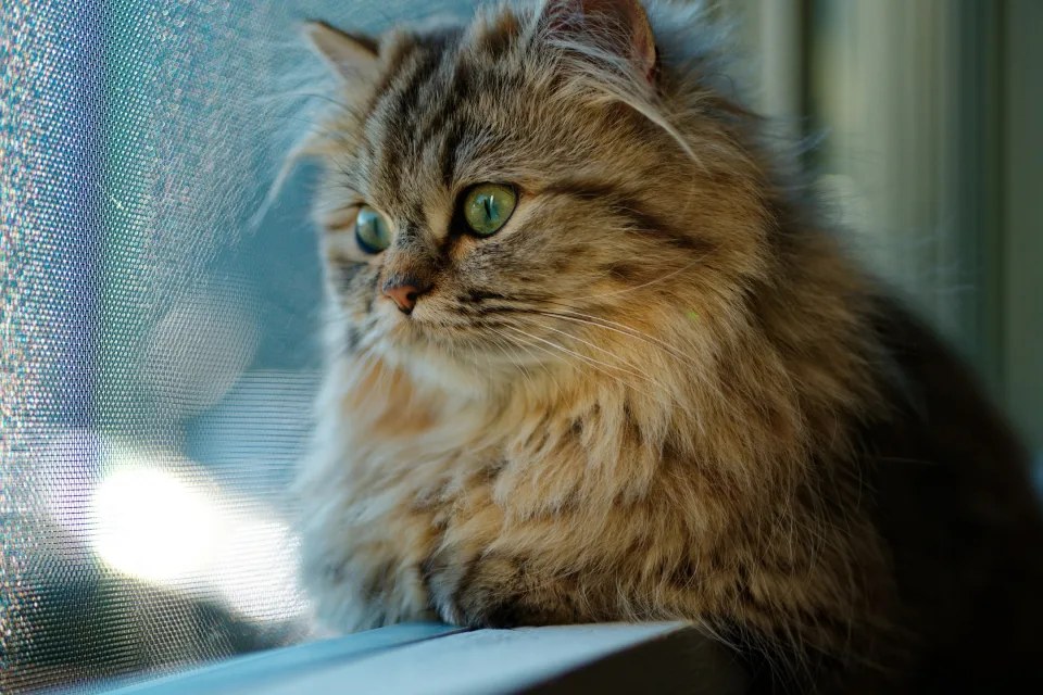 Flauschiger grauer grünäugig Katze schaut in Fenster