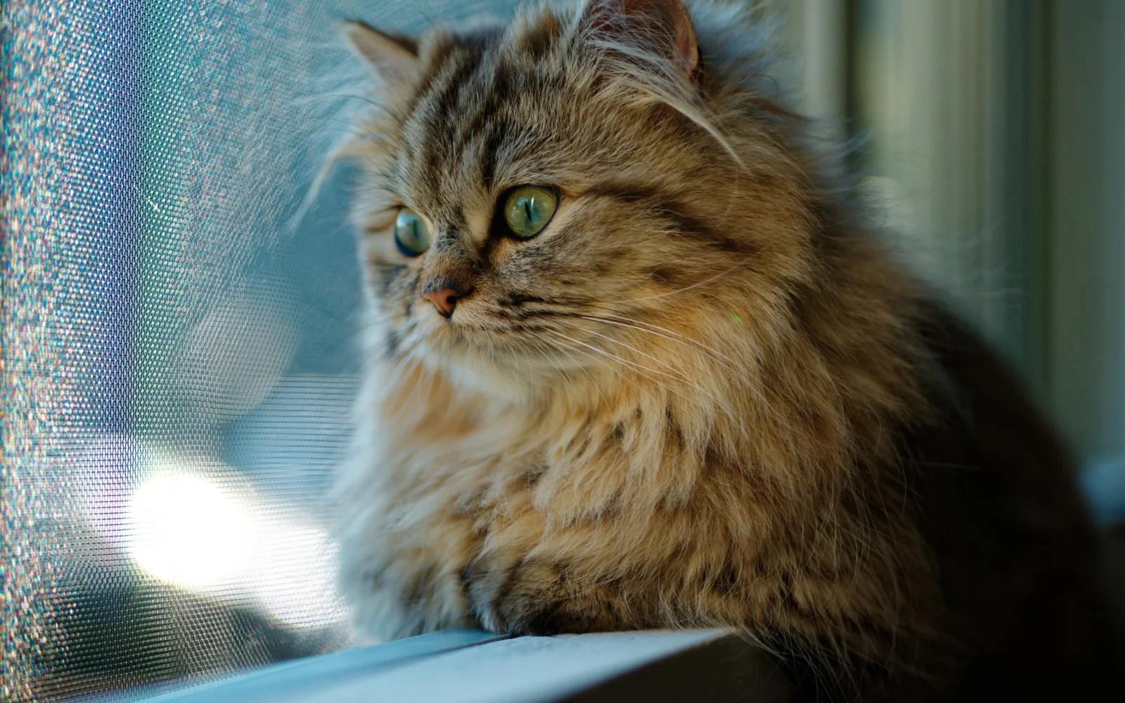 Flauschiger grauer grünäugig Katze schaut in Fenster