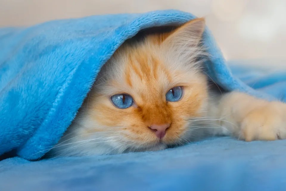 Flauschiges blauäugiges Kätzchen unter einer Decke