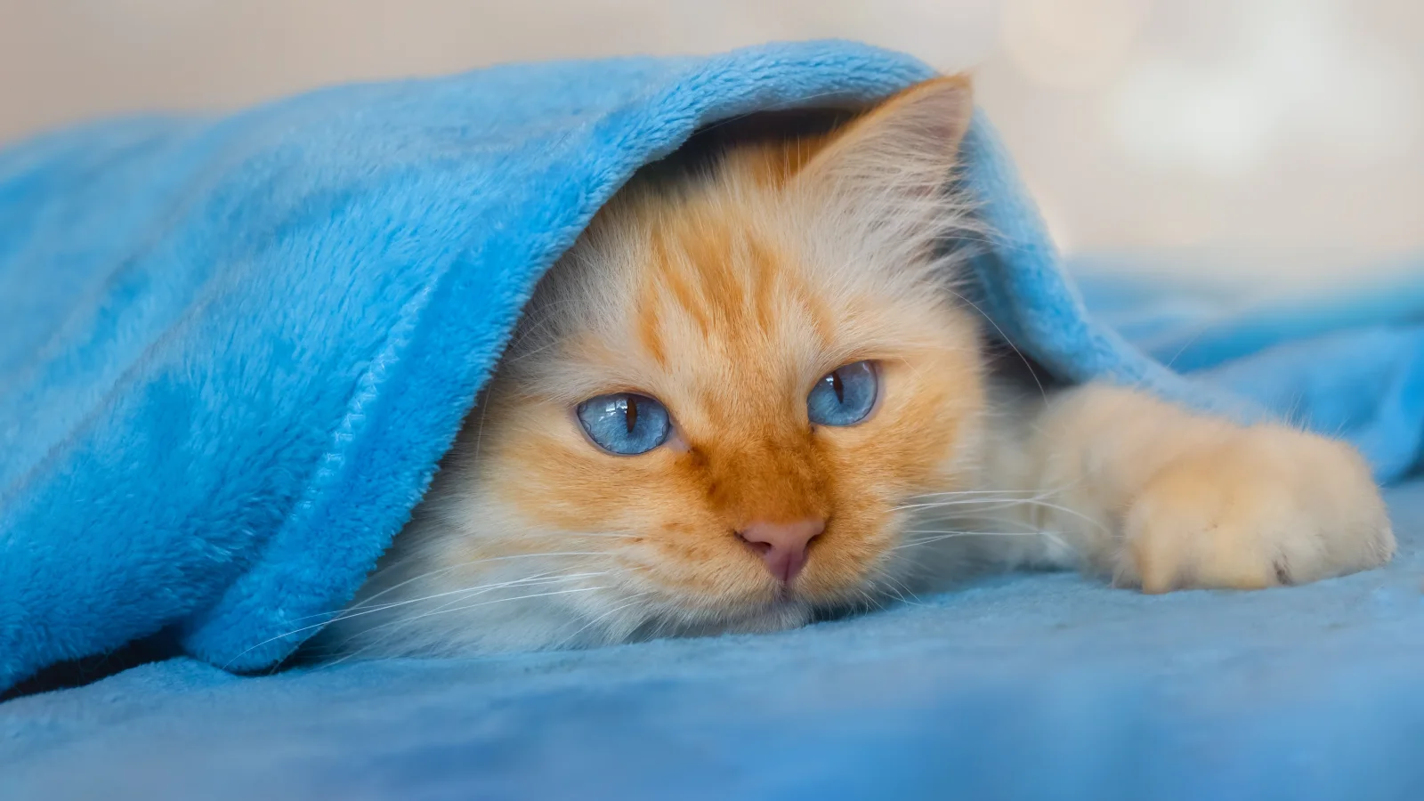 Flauschiges blauäugiges Kätzchen unter einer Decke