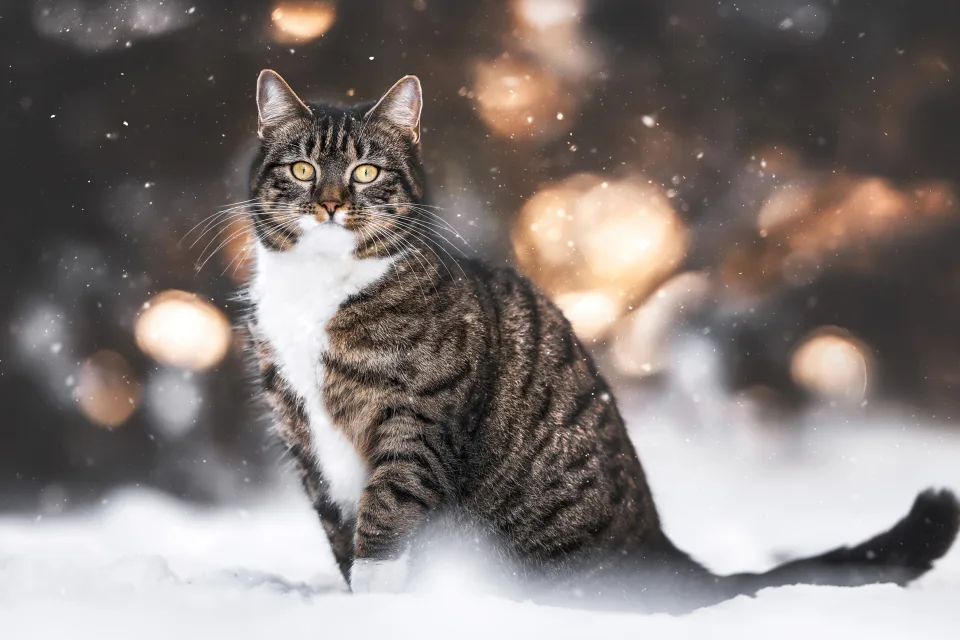 Gestreifter Katze sitzt auf kaltem Schnee