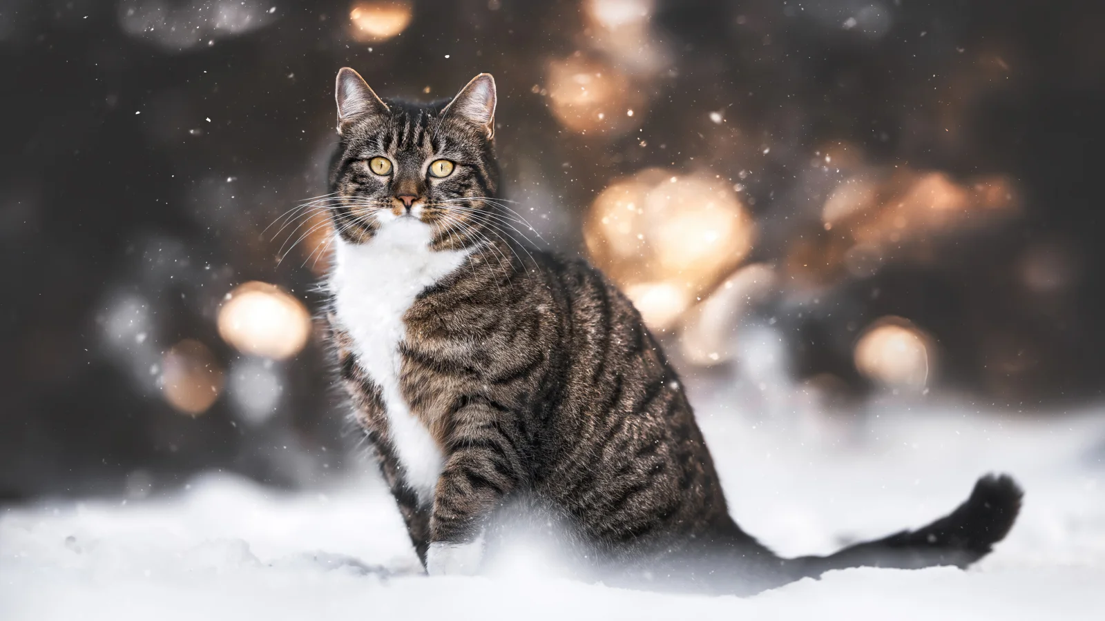 Gestreifter Katze sitzt auf kaltem Schnee