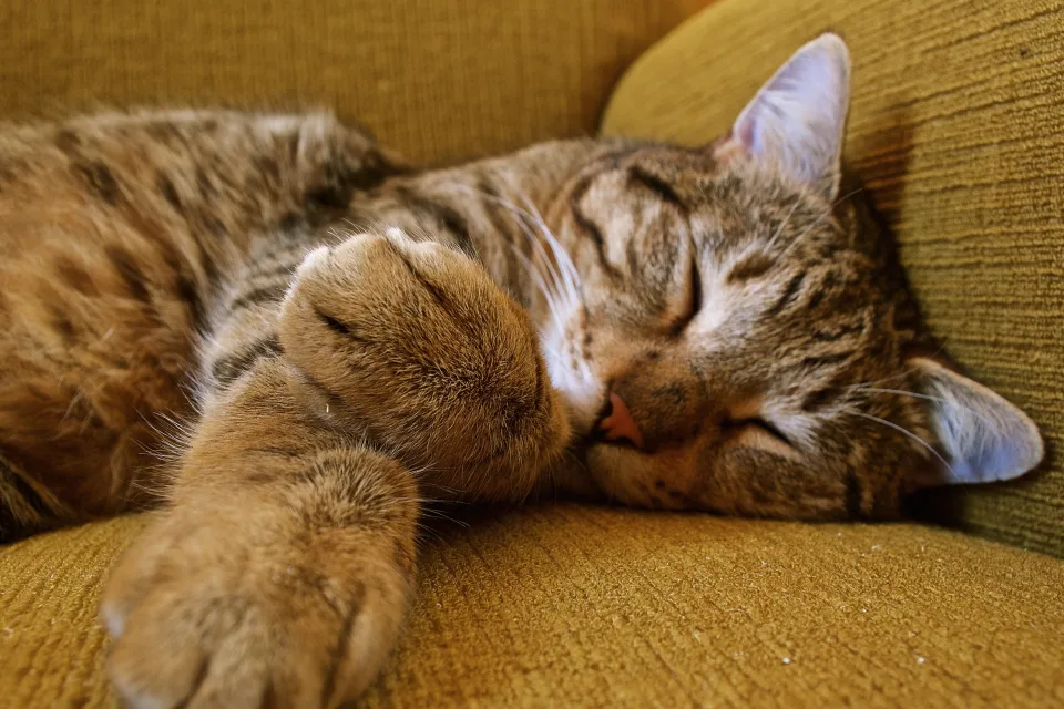 Gestreifter graue Katze schläft auf Sofa