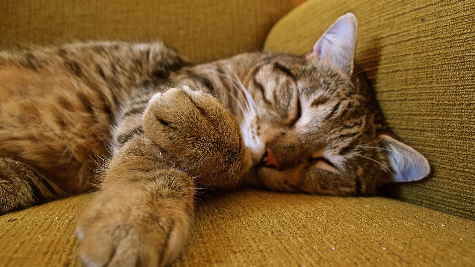 Gestreifter graue Katze schläft auf Sofa