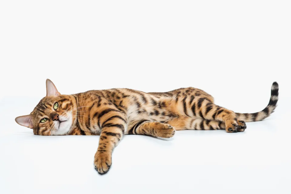 Goldener Katze vor weißem Hintergrund