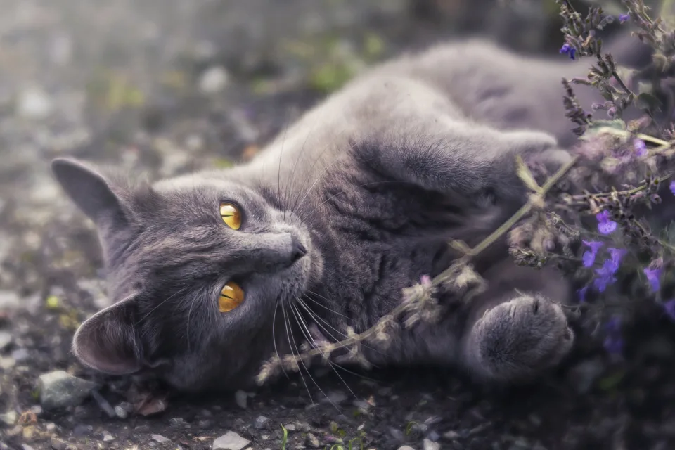 Graue Katze mit gelben Augen liegt auf Boden bei Blume