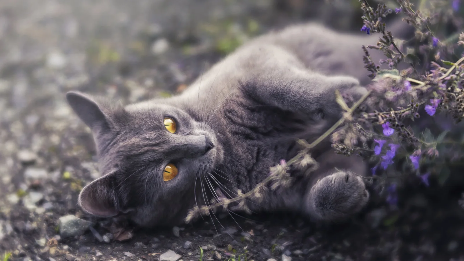 Graue Katze mit gelben Augen liegt auf Boden bei Blume