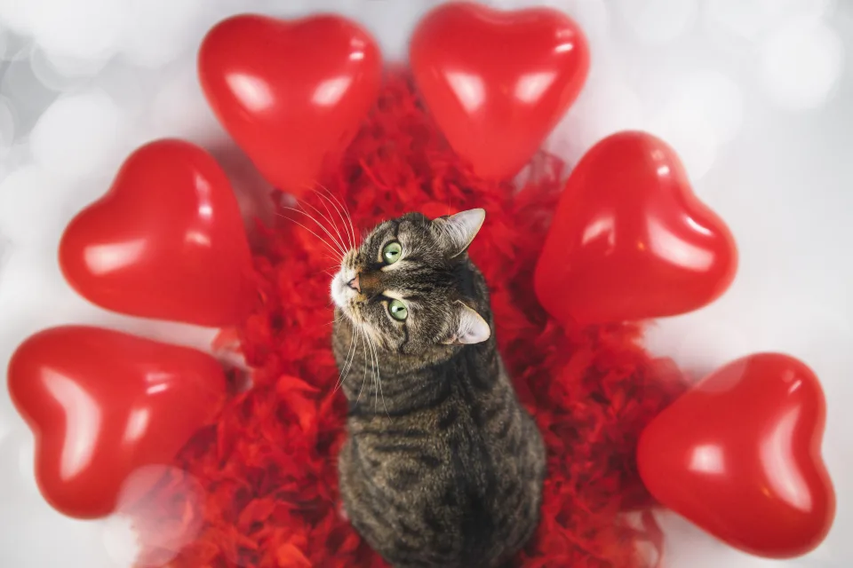 Graue Katze mit roten Kugeln in Form Herzen