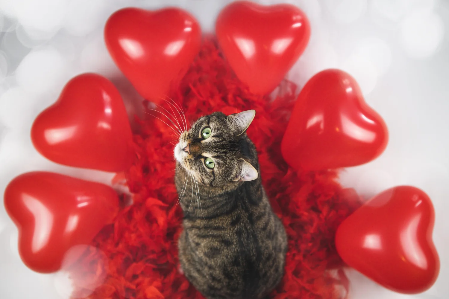 Graue Katze mit roten Kugeln in Form Herzen