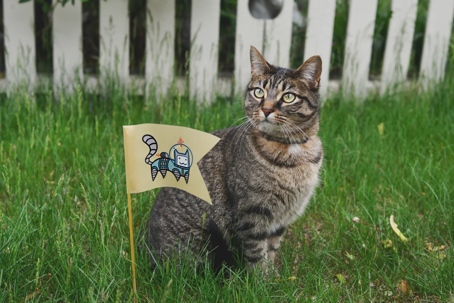 Graue Katze mit sitzt in grünen Gras