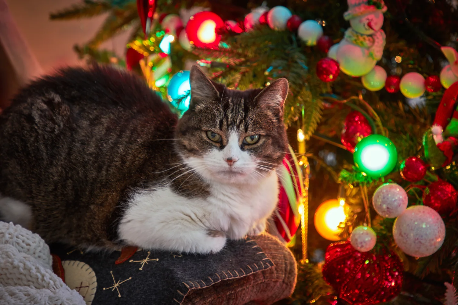 Graue Katze sitzt auf Sofa am Weihnachtsbaum