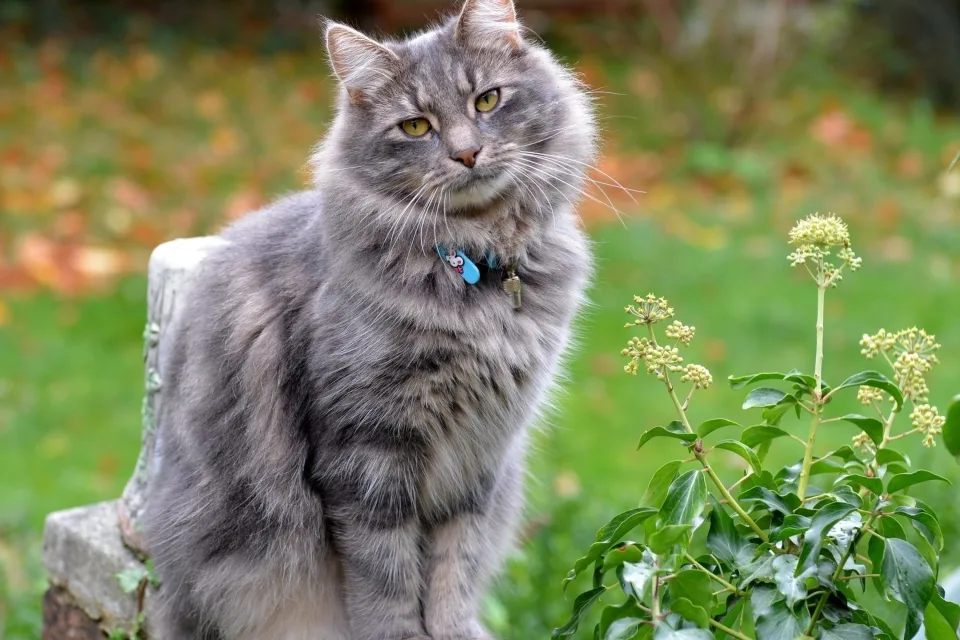 Graue flauschige Katze mit Halsband auf der Straße