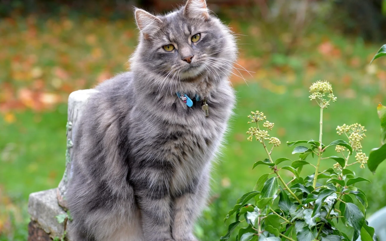 Graue flauschige Katze mit Halsband auf der Straße