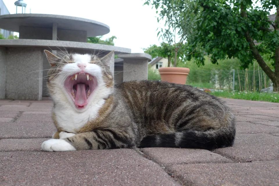 Grauer gestreifter Katze