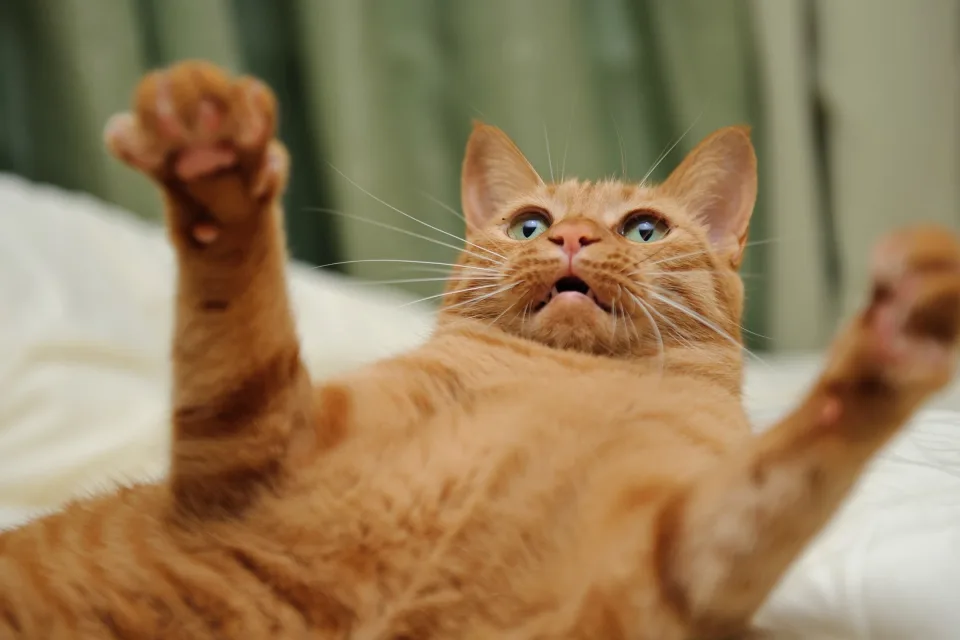 Grauer lustiger Katze spielt
