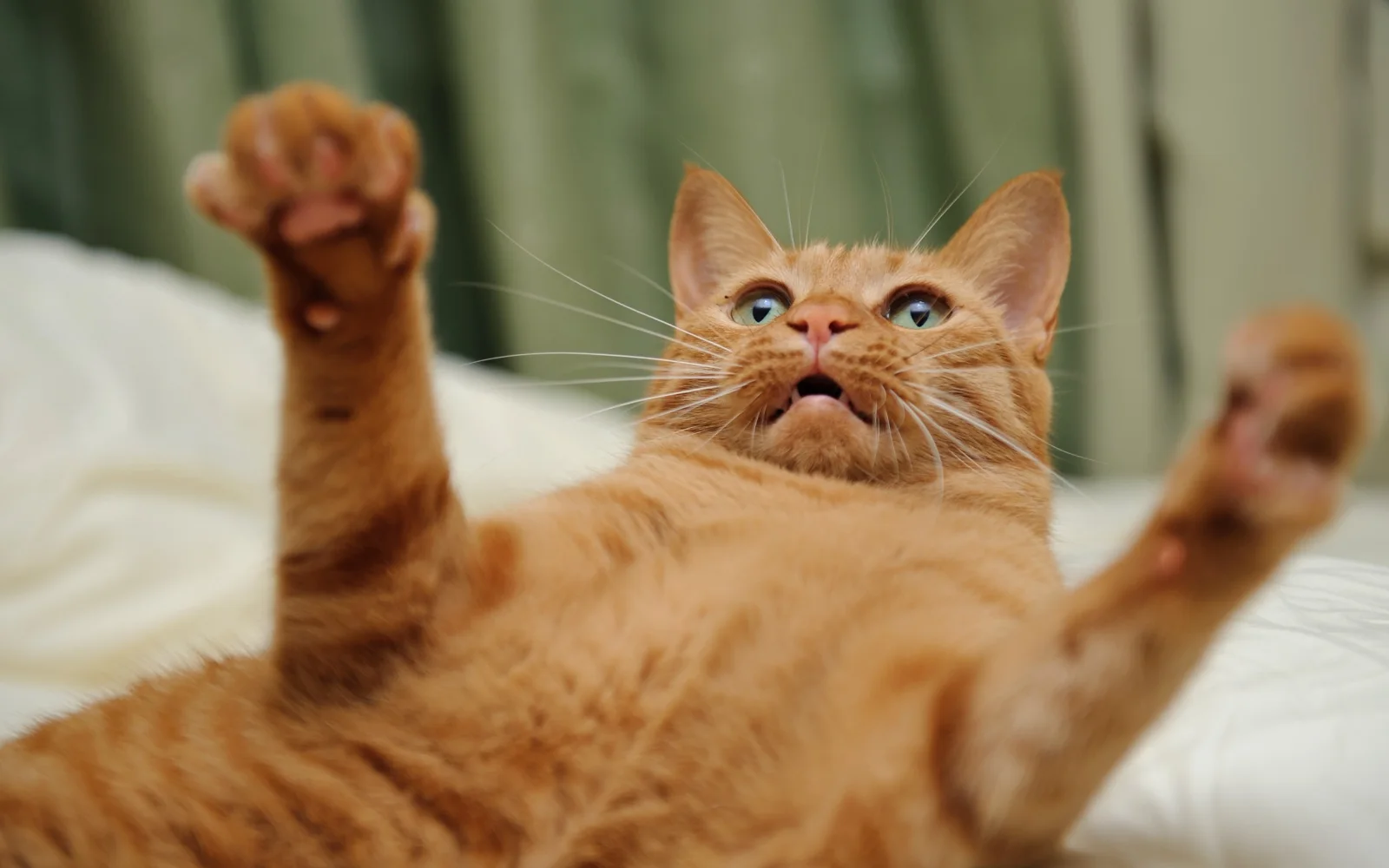 Grauer lustiger Katze spielt