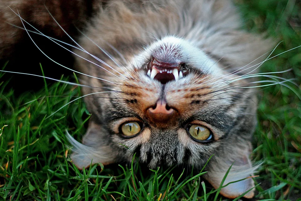 Grauer zufriedener Katze liegt auf grünem Gras