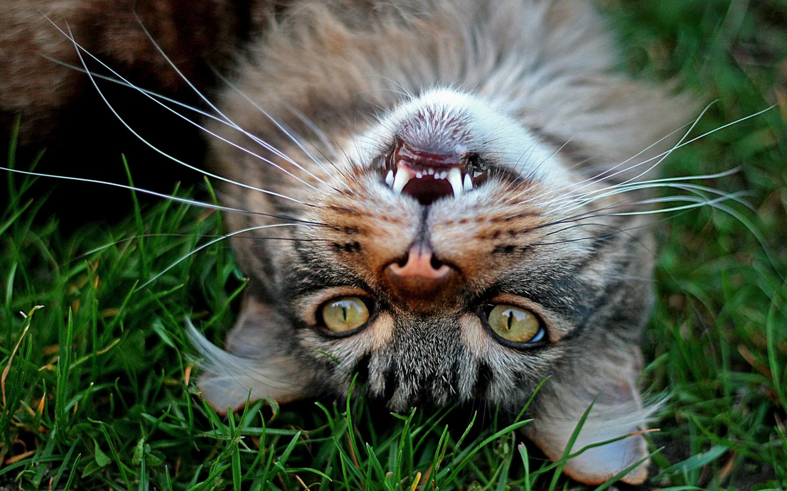 Grauer zufriedener Katze liegt auf grünem Gras