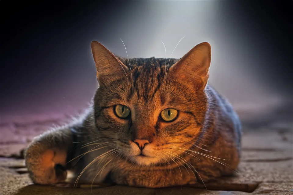 Große graue Katze mit grünen Augen liegt auf der Straße