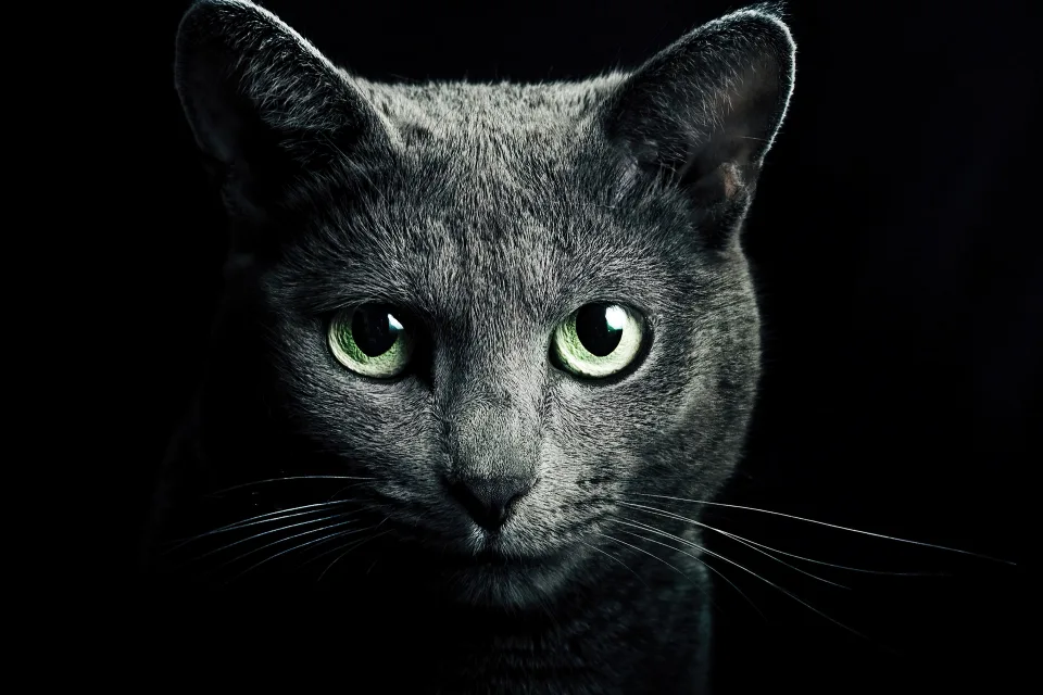 Große graue Katze mit grünen Augen vor schwarzem Hintergrund