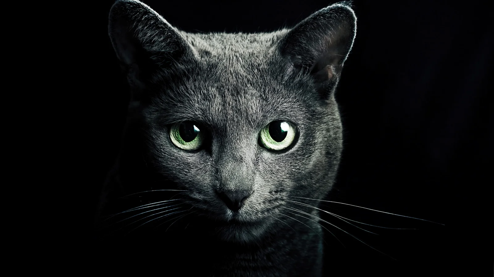 Große graue Katze mit grünen Augen vor schwarzem Hintergrund