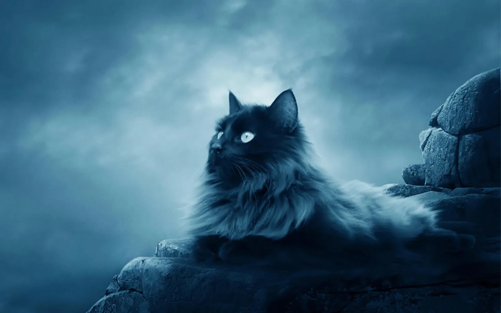 Große schwarze Katze liegt auf Felsen