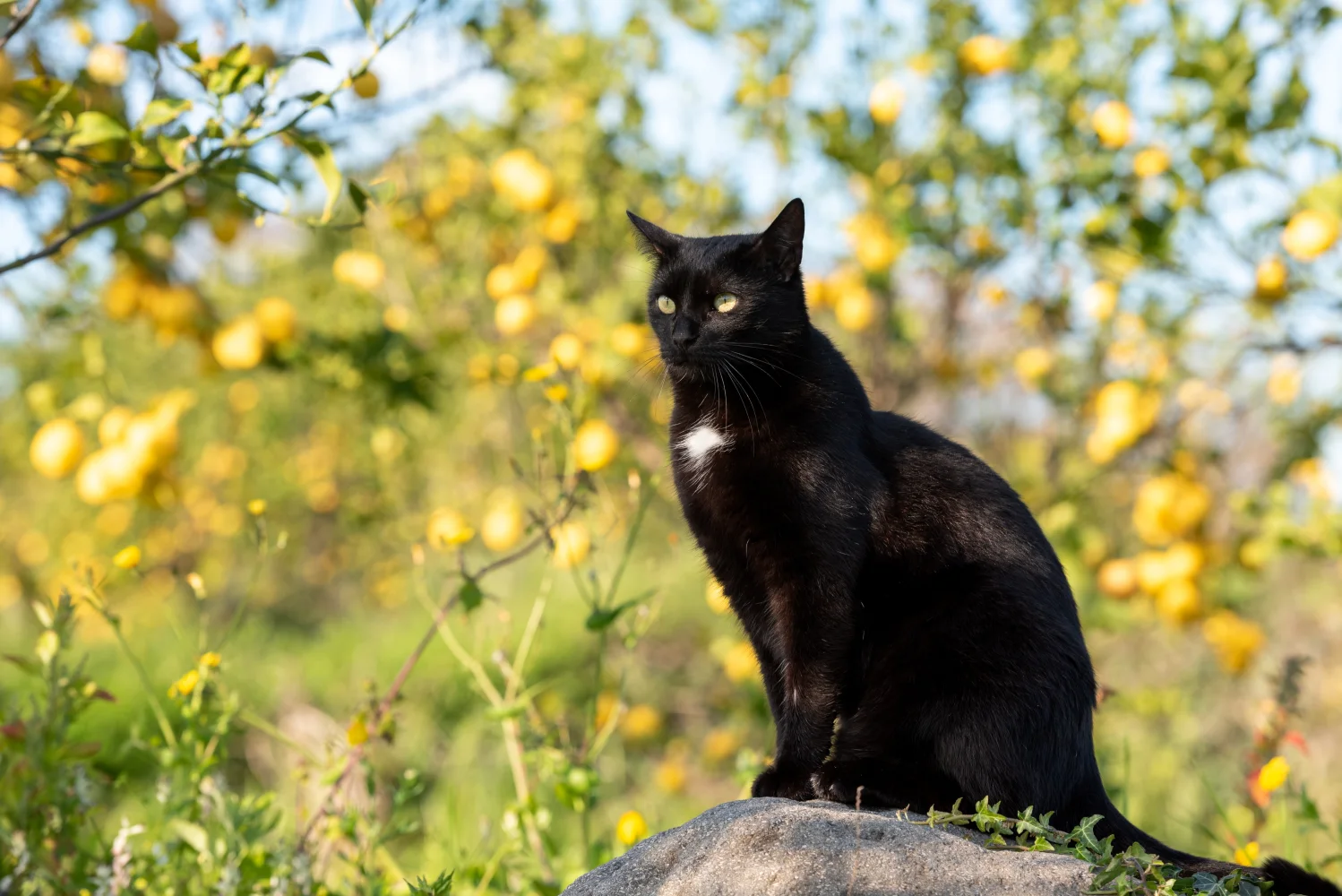 Große schwarze Katze sitzt auf einem Stein in Garten
