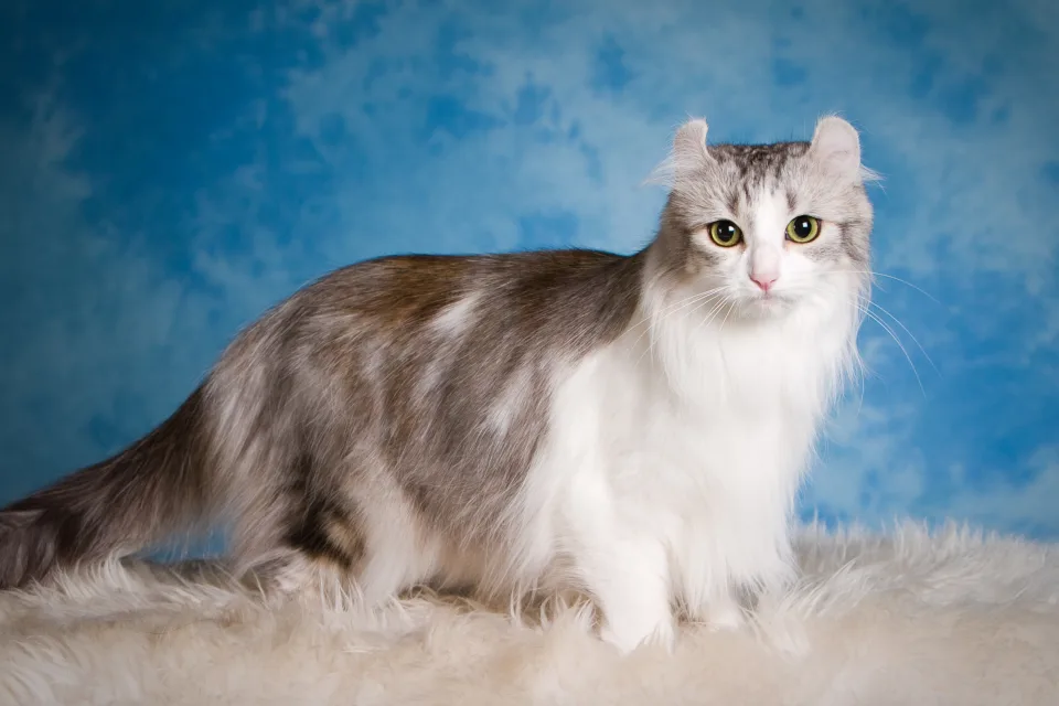 Große schöne flauschige Katze vor hellblauem Hintergrund