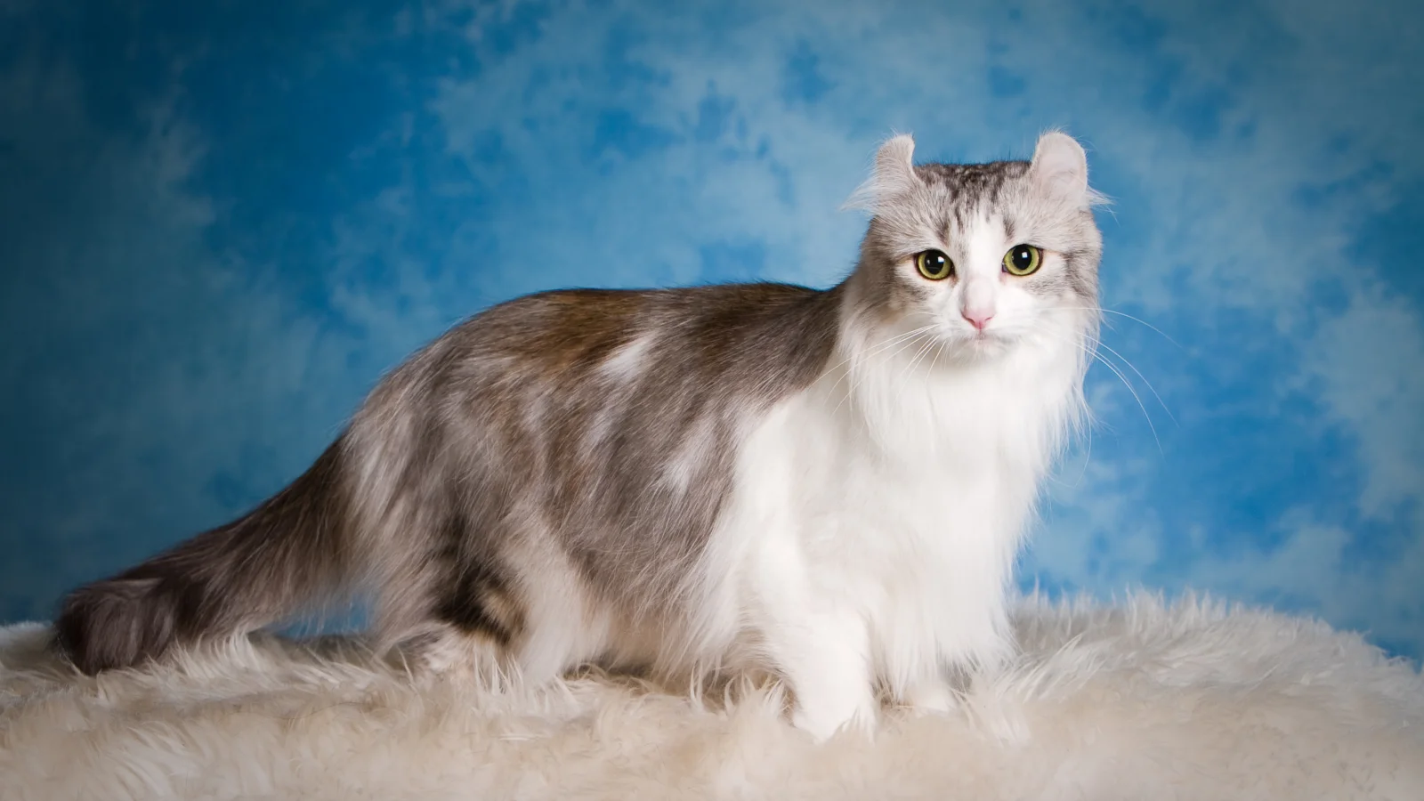 Große schöne flauschige Katze vor hellblauem Hintergrund