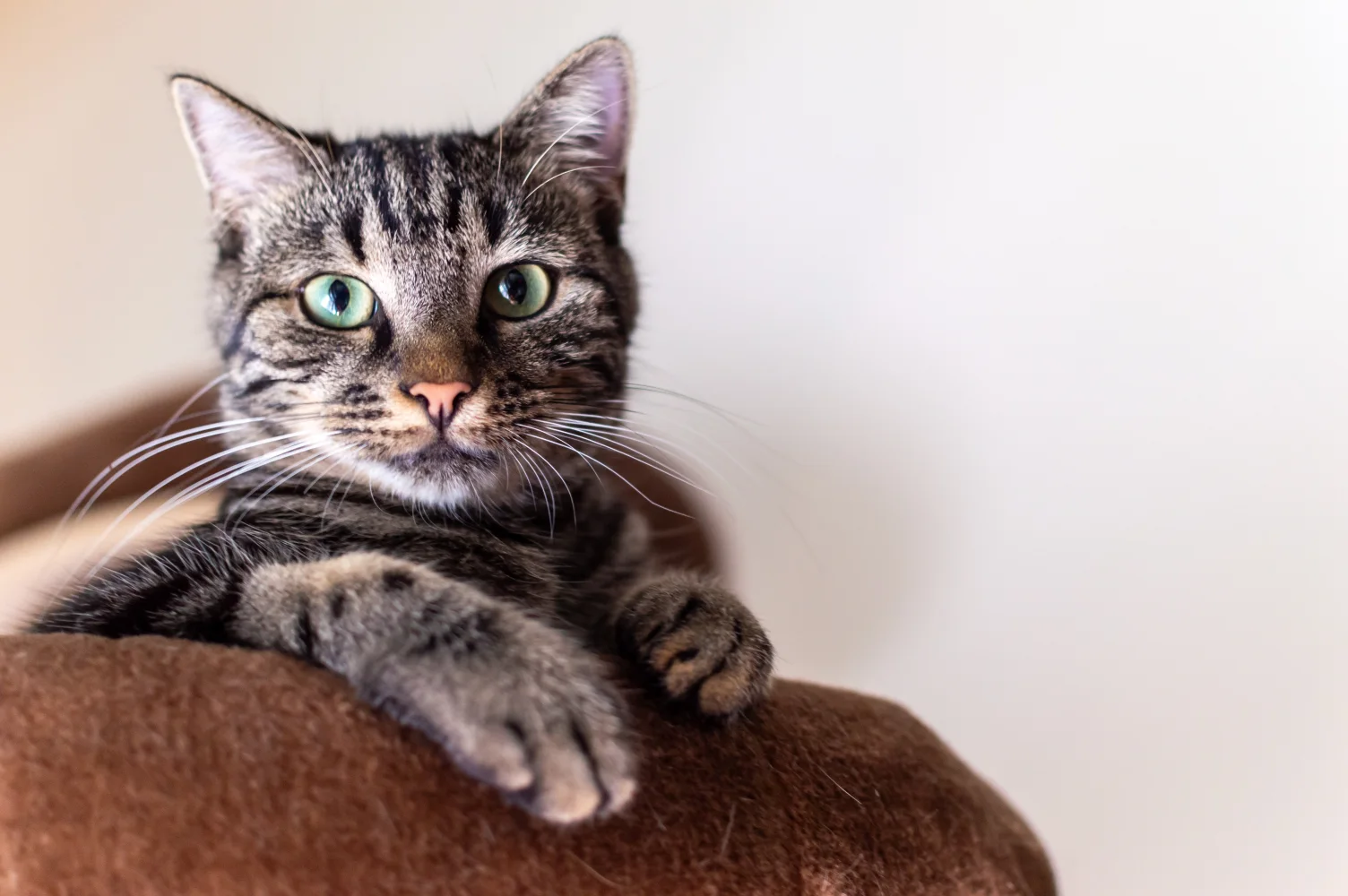 Großer grauer grünäugig Haus Katze