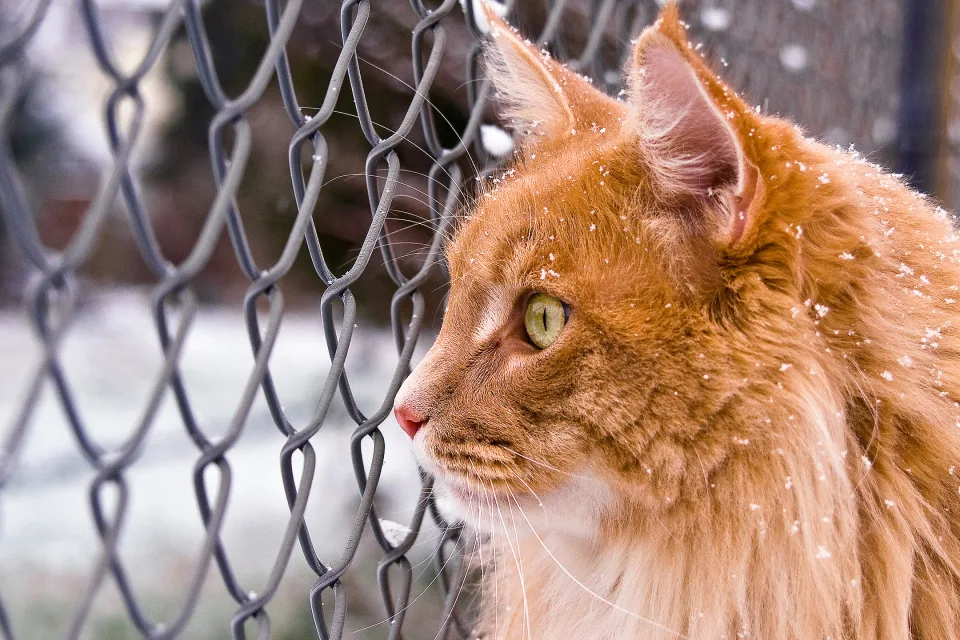 Großer roter Kater steht bei Netze auf der Straße im Winter