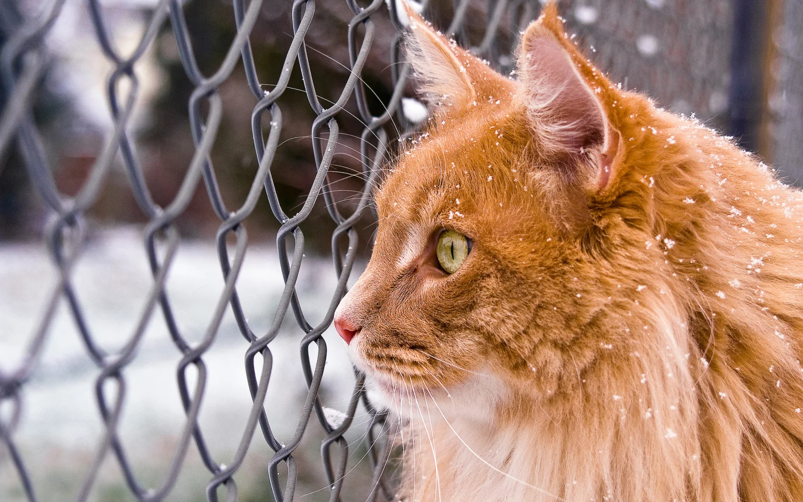 Großer roter Kater steht bei Netze auf der Straße im Winter