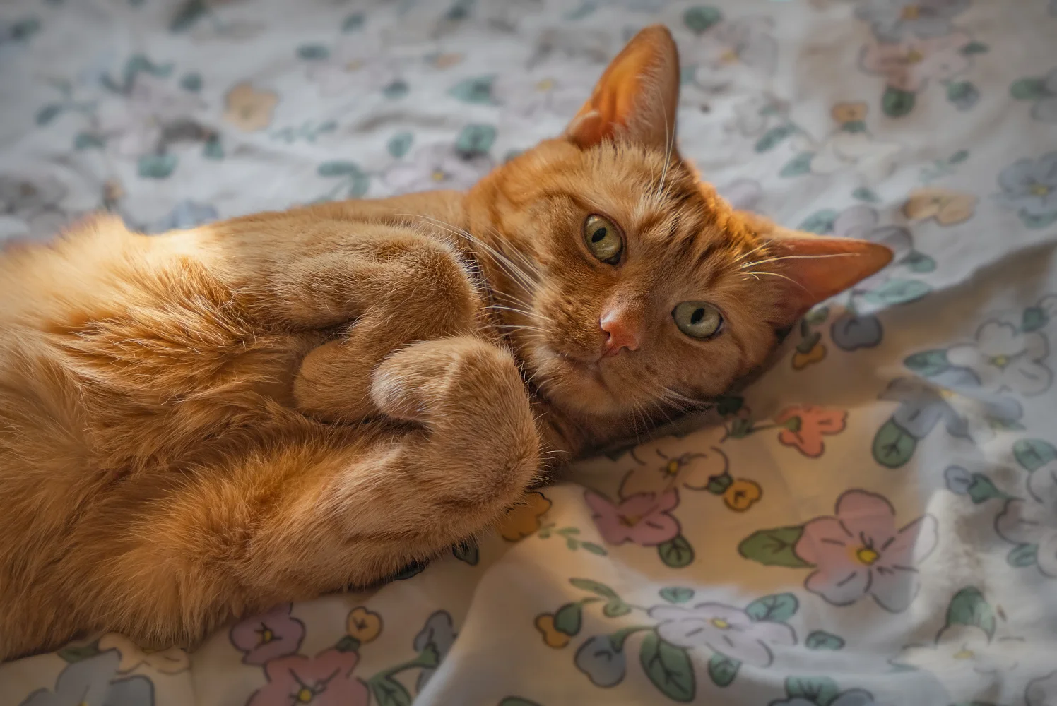 Grünäugig roter Kater liegt