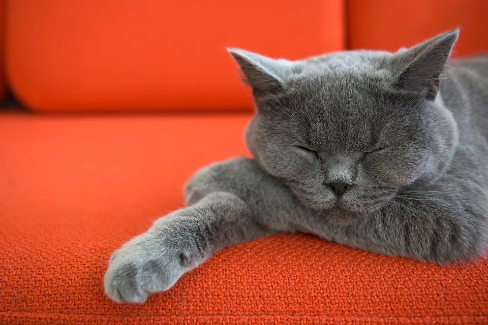 Katze Britischer schläft auf rotem Sofa