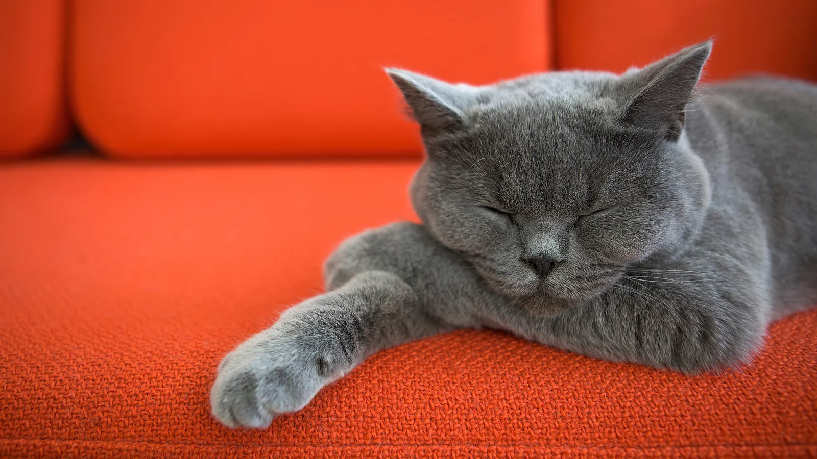 Katze Britischer schläft auf rotem Sofa