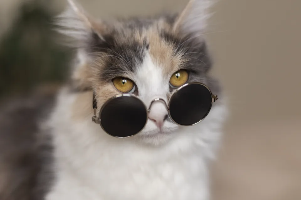 Katze in schwarzen Brille