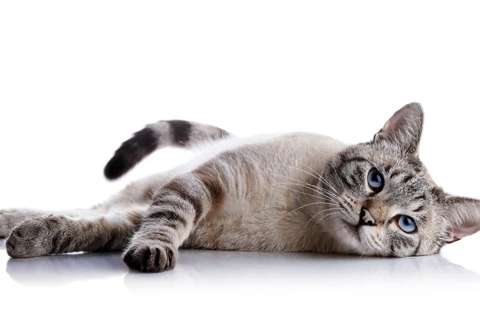 Katze mit hellblauen Augen vor weißem Hintergrund