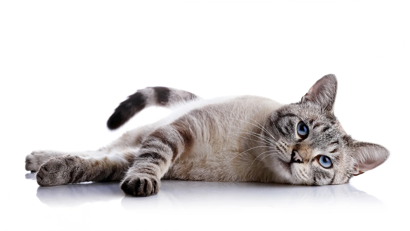 Katze mit hellblauen Augen vor weißem Hintergrund