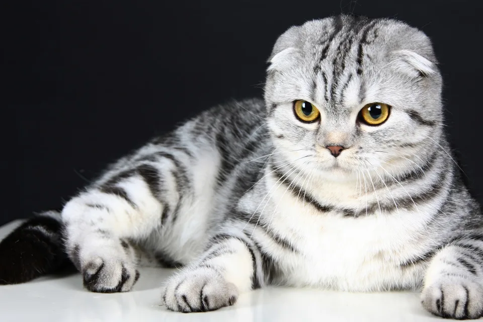 Katze mit schönen Augen
