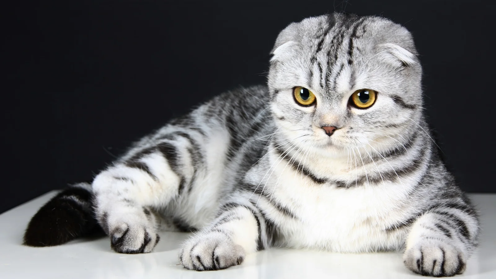 Katze mit schönen Augen
