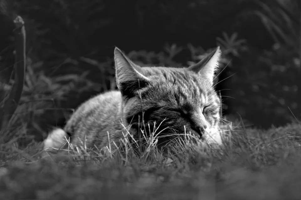 Katze schläft in grünen Gras
