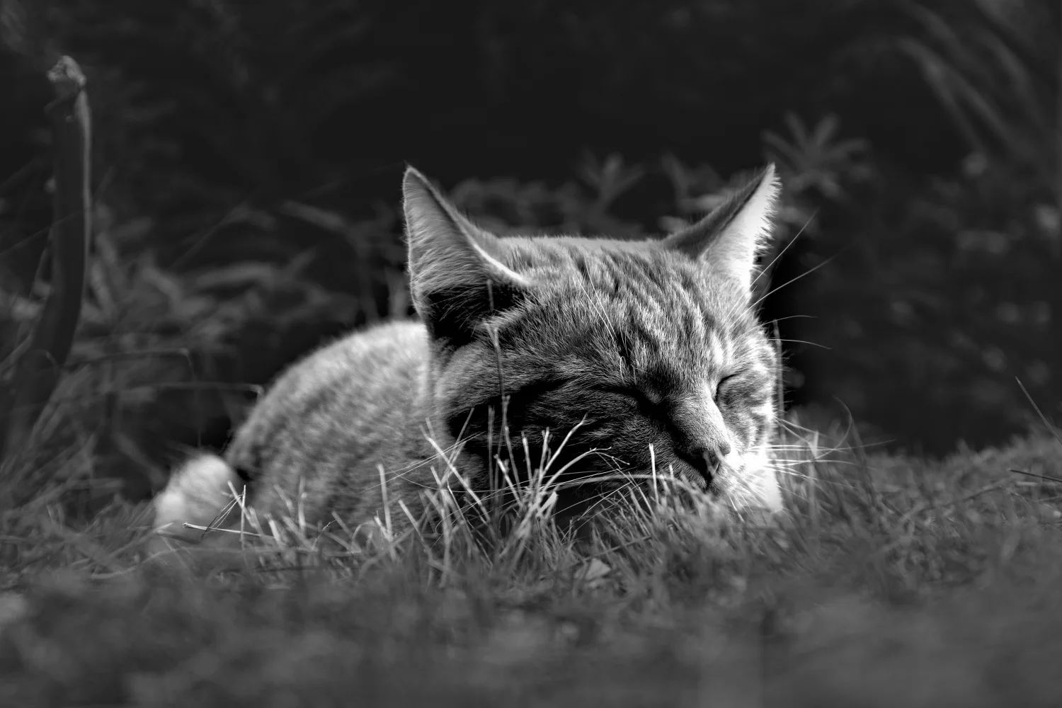 Katze schläft in grünen Gras