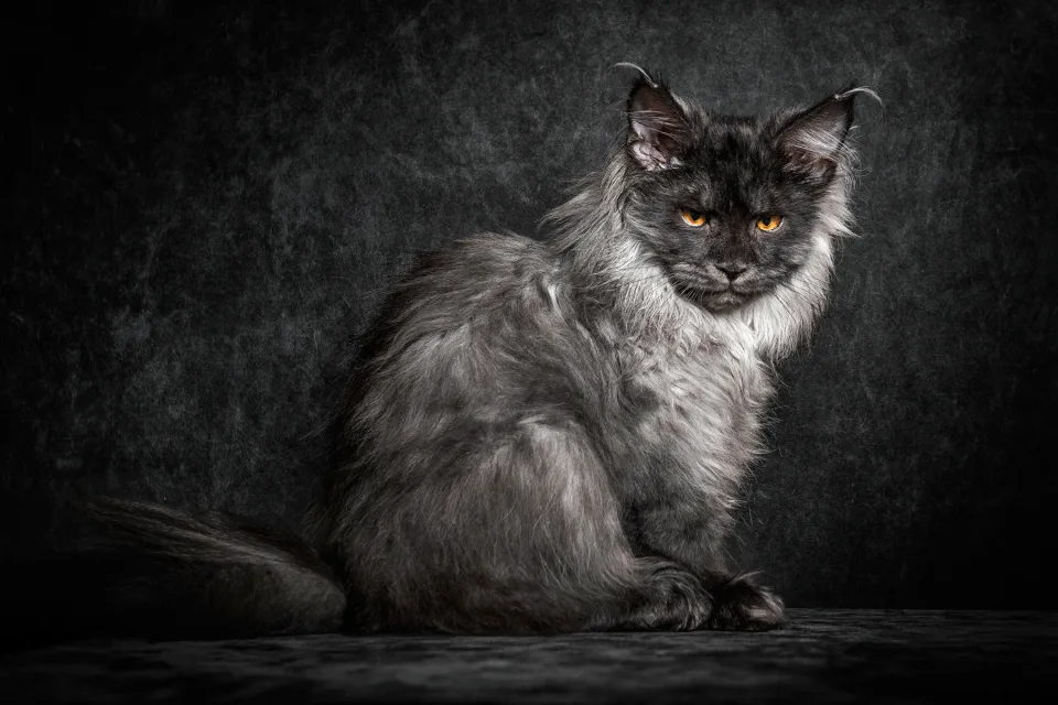 Katze vor schwarzem Hintergrund