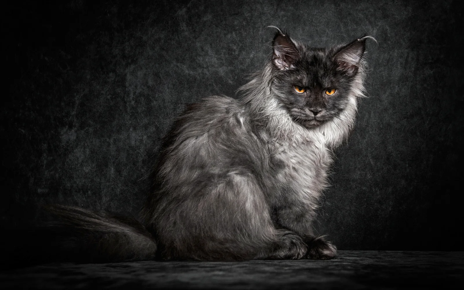 Katze vor schwarzem Hintergrund