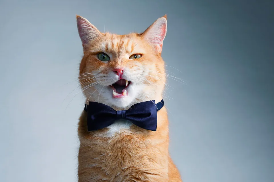 Katzen – Katze