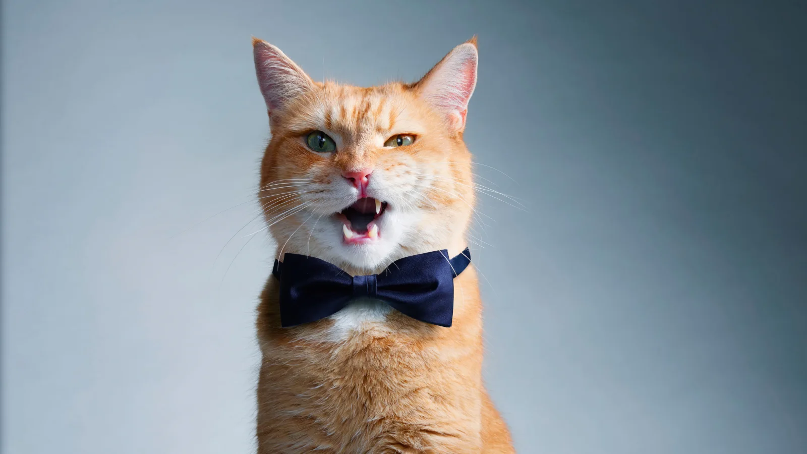 Katzen – Katze