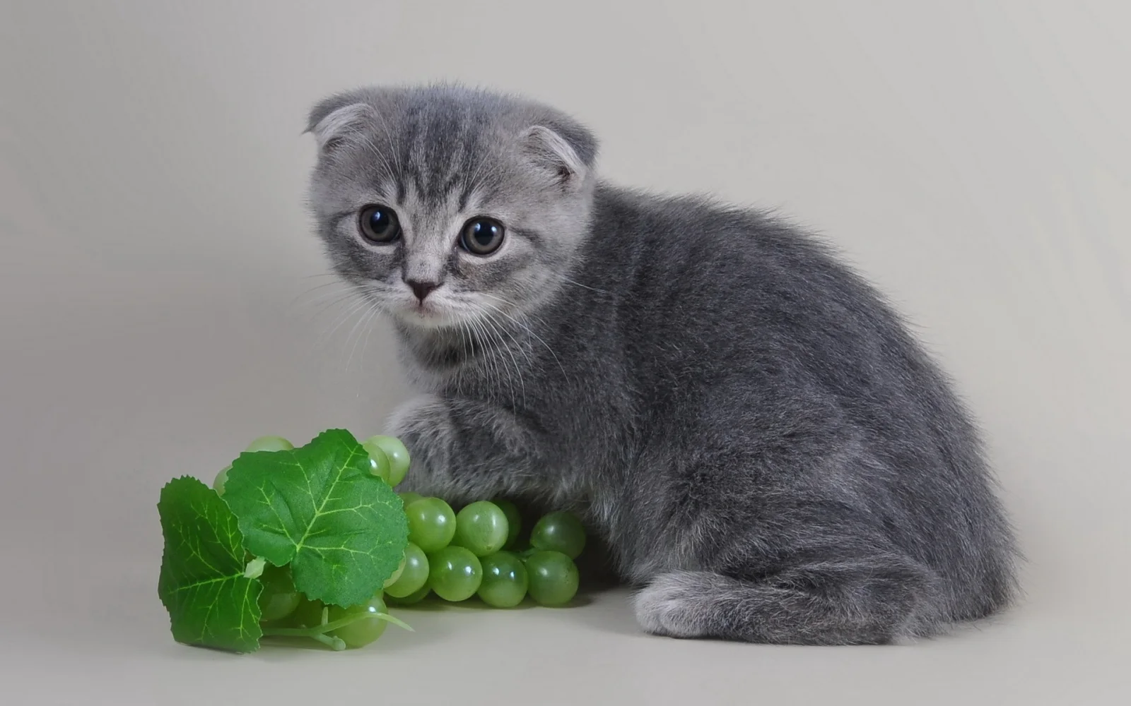 Kleiner Kätzchen mit vor grauem Hintergrund