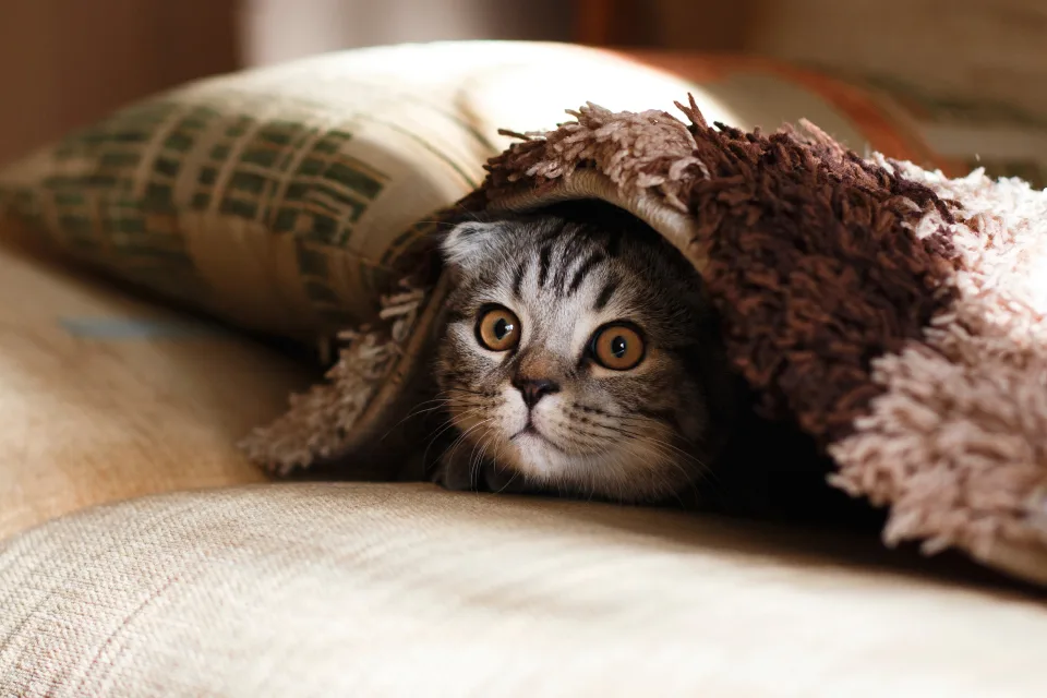 Lustiger graue Katze versteckt sich unter einer Decke